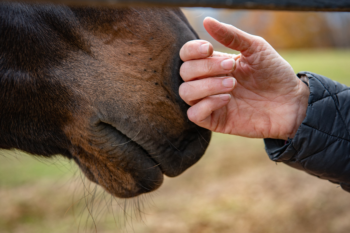 equestre