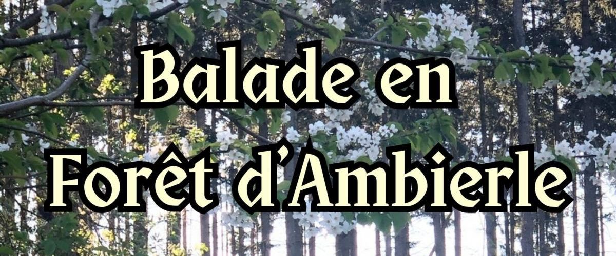 Copie de Visite de la forêt d'Ambierle